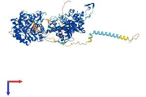 Klotho beta Protein (KLB) (AA 1-1043) (His tag)