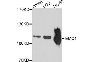 Western blot analysis of extracts of various cell lines, using EMC1 antibody (ABIN4903571) at 1:1000 dilution. (KIAA0090 Antikörper)