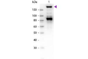 Western Blot of Goat Anti-Alpha-2-Macroglobulin antibody. (alpha 2 Macroglobulin Antikörper)