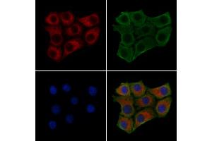 ABIN6261780 and ABIN6279430 staining HepG2 cells by IF/ICC. (FOLR2 Antikörper  (Internal Region))