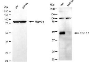 Western blotting analysis using TGF beta 1 antibody (ABIN7800605). (Rekombinanter TGFB1 Antikörper)