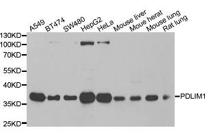 Western blot analysis of extracts of various cell lines, using PDLIM1 antibody (ABIN5974031) at 1/1000 dilution. (PDLIM1 Antikörper)