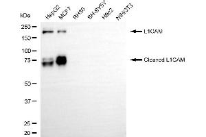 Western blotting analysis using L1 cell adhesion molecule antibody (ABIN7799220).