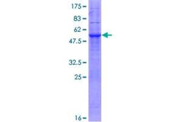 MARCH3 Protein (AA 1-253) (GST tag)