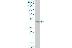 SIX3 monoclonal antibody (M08), clone 2B9 Western Blot analysis of SIX3 expression in 293 . (SIX3 Antikörper  (AA 273-332))