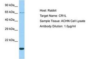 Image no. 1 for anti-Complement Component (3b/4b) Receptor 1-Like (CR1L) (AA 57-106) antibody (ABIN6750004) (CR1L Antikörper  (AA 57-106))