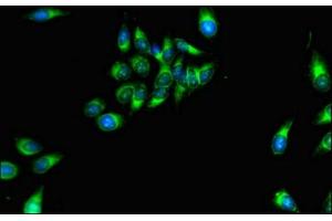 Immunofluorescent analysis of Hela cells using ABIN7160421 at dilution of 1:100 and Alexa Fluor 488-congugated AffiniPure Goat Anti-Rabbit IgG(H+L) (MPZL1 Antikörper  (AA 195-258))