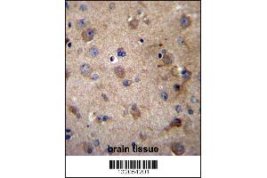 SERPINE2 Antibody immunohistochemistry analysis in formalin fixed and paraffin embedded human brain tissue followed by peroxidase conjugation of the secondary antibody and DAB staining. (SERPINE2 Antikörper  (AA 106-135))