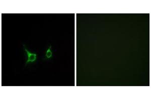 Immunofluorescence analysis of COS-7 cells, using FFAR2 antibody. (FFAR2 Antikörper  (C-Term))