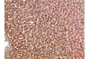 Immunohistochemical analysis of paraffin-embedded human-liver, antibody was diluted at 1:200 (MBL2 Antikörper  (AA 21-70))