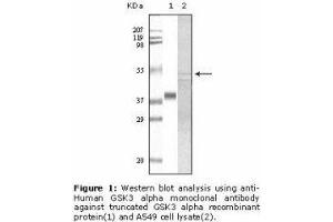 Image no. 2 for anti-Glycogen Synthase Kinase 3 alpha (GSK3a) antibody (ABIN232113)
