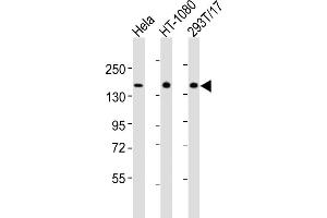 All lanes : Anti-RGEF2 Antibody (C-term) at 1:2000 dilution Lane 1: Hela whole cell lysates Lane 2: HT-1080 whole cell lysates Lane 3: 293T/17 whole cell lysates Lysates/proteins at 20 μg per lane.