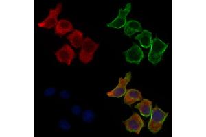 ABIN6260777 and ABIN6277148 staining HepG2 cells by IF/ICC. (Complement Factor H Antikörper  (N-Term))