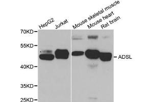 Western Blotting (WB) image for anti-Adenylosuccinate Lyase (ADSL) antibody (ABIN1980294) (Adenylosuccinate Lyase Antikörper)