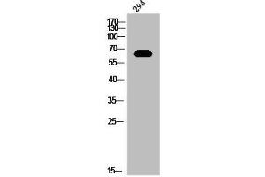 Western Blot analysis of 293 cells using Mena Polyclonal Antibody (ENAH Antikörper  (C-Term))