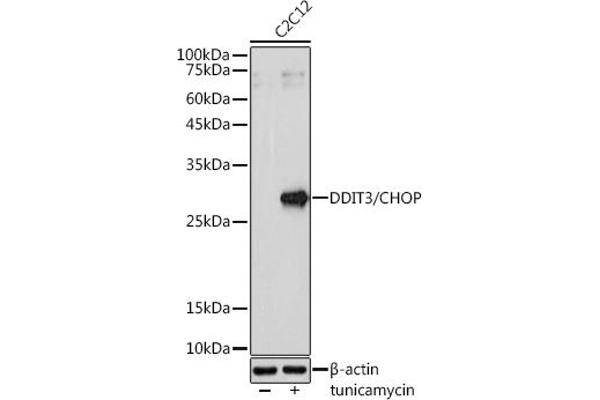 DDIT3 Antikörper  (C-Term)