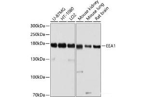 Western blot analysis of extracts of various cell lines using EEA1 Polyclonal Antibody at dilution of 1:1000. (EEA1 Antikörper)