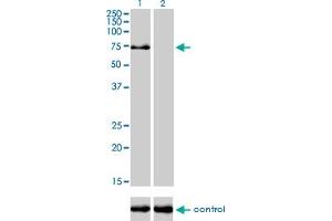 Western blot analysis of TRIM32 over-expressed 293 cell line, cotransfected with TRIM32 Validated Chimera RNAi (Lane 2) or non-transfected control (Lane 1).