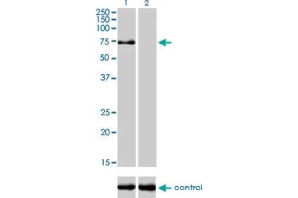 TRIM32 抗体  (AA 105-204)
