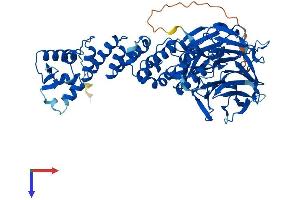 KLHL21 Protein (AA 1-597) (His tag)