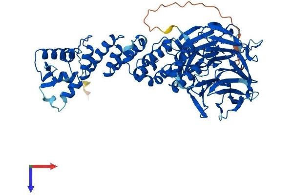 KLHL21 Protein (AA 1-597) (His tag)