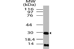Image no. 1 for anti-High Mobility Group Box 1 (HMGB1) antibody (ABIN5027728) (HMGB1 Antikörper)