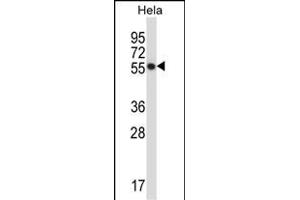 CSK Antibody (N-term) (ABIN657670 and ABIN2846663) western blot analysis in Hela cell line lysates (35 μg/lane). (CSK Antikörper  (N-Term))