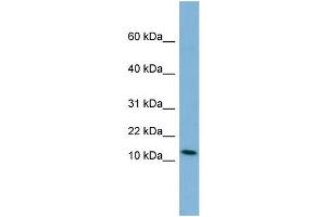 WB Suggested Anti-PYY Antibody Titration:  0. (Peptide YY Antikörper  (Middle Region))
