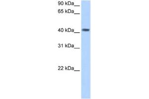 Western Blotting (WB) image for anti-Pregnancy Specific beta-1-Glycoprotein 5 (PSG5) antibody (ABIN2462521) (PSG5 Antikörper)