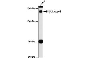 Western blot analysis of extracts of Jurkat cells, using DNA Ligase I antibody (ABIN7268251) at 1:1000 dilution. (LIG1 Antikörper)