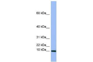 WB Suggested Anti-SEMG1 Antibody Titration:  0.
