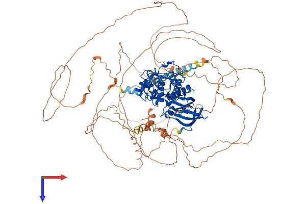 AAK1 Protein (AA 1-959) (His tag)