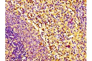 IHC image of ABIN7161695 diluted at 1:100 and staining in paraffin-embedded human spleen tissue performed on a Leica BondTM system. (RNASE2 Antikörper  (AA 28-161))
