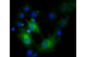 Anti-EFNA2 mouse monoclonal antibody (ABIN2452978) immunofluorescent staining of COS7 cells transiently transfected by pCMV6-ENTRY EFNA2 (RC213728). (Ephrin A2 Antikörper)