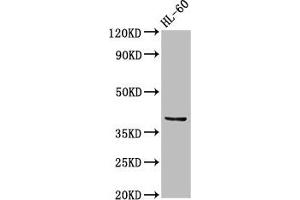 Western Blot Positive WB detected in: HL60 whole cell lysate All lanes: CCRL2 antibody at 2. (CCRL2 Antikörper  (AA 1-43))