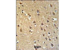 SPRN Antibody IHC analysis in formalin fixed and paraffin embedded brain tissue followed by peroxidase conjugation of the secondary antibody and DAB staining. (SPRN Antikörper  (C-Term))