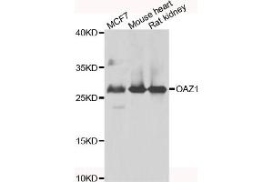Western blot analysis of extracts of various cell lines, using OAZ1 antibody (ABIN4904605) at 1:1000 dilution. (OAZ1 Antikörper)