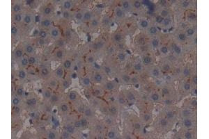 Detection of AAP in Human Liver Tissue using Polyclonal Antibody to Alanine Aminopeptidase (AAP) (ALT Antikörper  (AA 581-738))