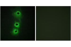 Immunofluorescence analysis of COS7 cells, using CDH8 Antibody. (Cadherin 8 Antikörper  (AA 491-540))
