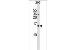 SH2D1A Antibody (C-term) (ABIN1881802 and ABIN2838903) western blot analysis in 293 cell line lysates (35 μg/lane). (SH2D1A Antikörper  (C-Term))