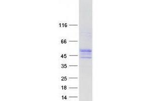 WDR8 Protein (Myc-DYKDDDDK Tag)