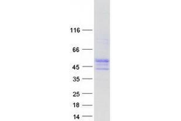 WDR8 Protein (Myc-DYKDDDDK Tag)