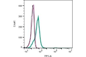 Cell surface detection of P2X3 Receptor by direct flow cytometry in live intact human KU812 basophil cells: + Rabbit IgG isotype control-FITC.
