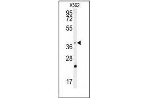 Western blot analysis of FBXW12 Antibody (C-term) in K562 cell line lysates (35ug/lane). (FBXW12 Antikörper  (C-Term))