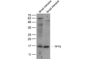 Lane 1: mouse small intestine lysates Lane 2: Rat small intestine lysates probed with TFF3 Polyclonal Antibody, Unconjugated  at 1:300 dilution and 4˚C overnight incubation. (TFF3 Antikörper  (AA 51-80))