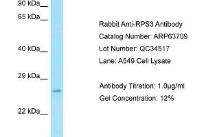 Western Blotting (WB) image for anti-Ribosomal Protein S3 (RPS3) (Middle Region) antibody (ABIN971629) (RPS3 Antikörper  (Middle Region))