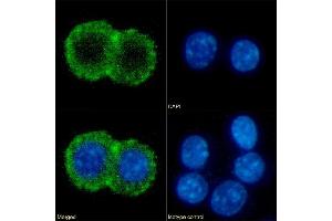 Immunofluorescence staining of fixed RAW264. (Rekombinanter CD86 Antikörper)