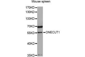 Western blot analysis of extracts of mouse spleen, using ONECUT1 antibody (ABIN5996488) at 1:3000 dilution. (ONECUT1 Antikörper)
