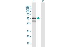 Western Blot analysis of CYP4F8 expression in transfected 293T cell line by CYP4F8 MaxPab polyclonal antibody.
