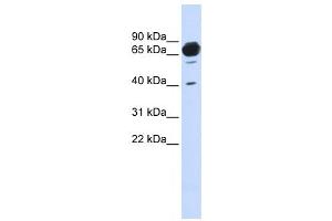 Western Blotting (WB) image for anti-Mannosidase, Alpha, Class 1A, Member 2 (MAN1A2) antibody (ABIN2459046) (MAN1A2 Antikörper)